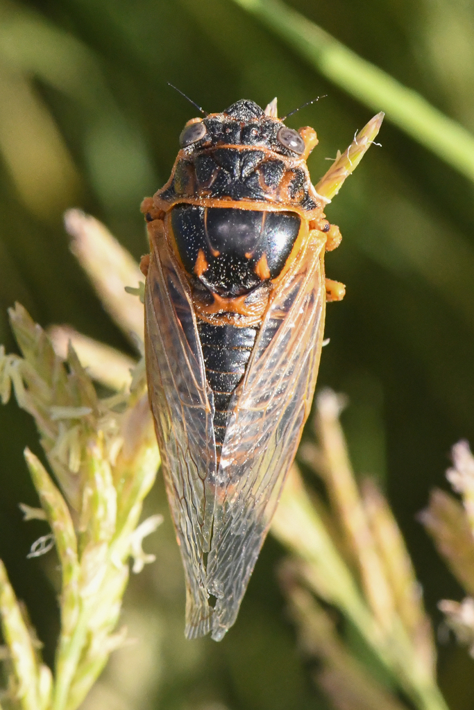 Okanagana wymorei