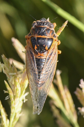 Okanagana wymorei