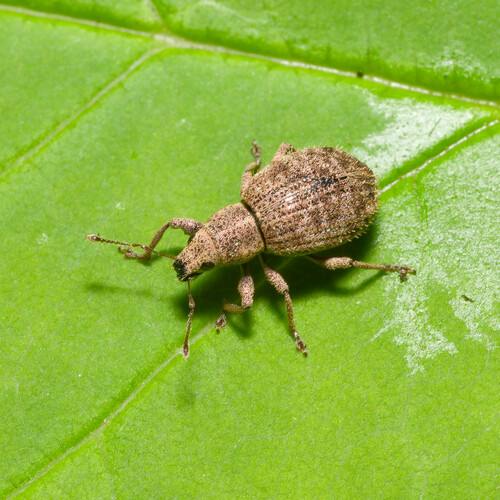 Strawberry Root Weevil photo 4