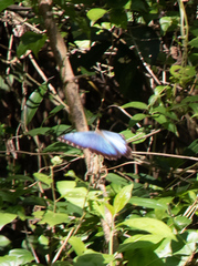 Morpho helenor montezuma