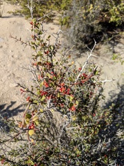 Castela peninsularis