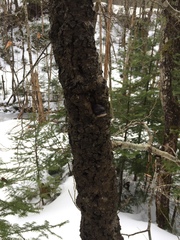 Cryptococcus fagisuga