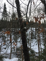 Cryptococcus fagisuga