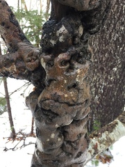 Cryptococcus fagisuga