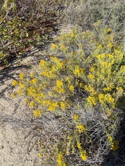 Xylothamia diffusa