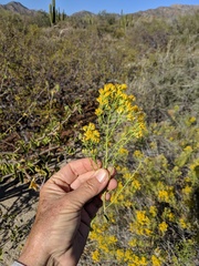 Xylothamia diffusa