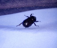 Phileurini
