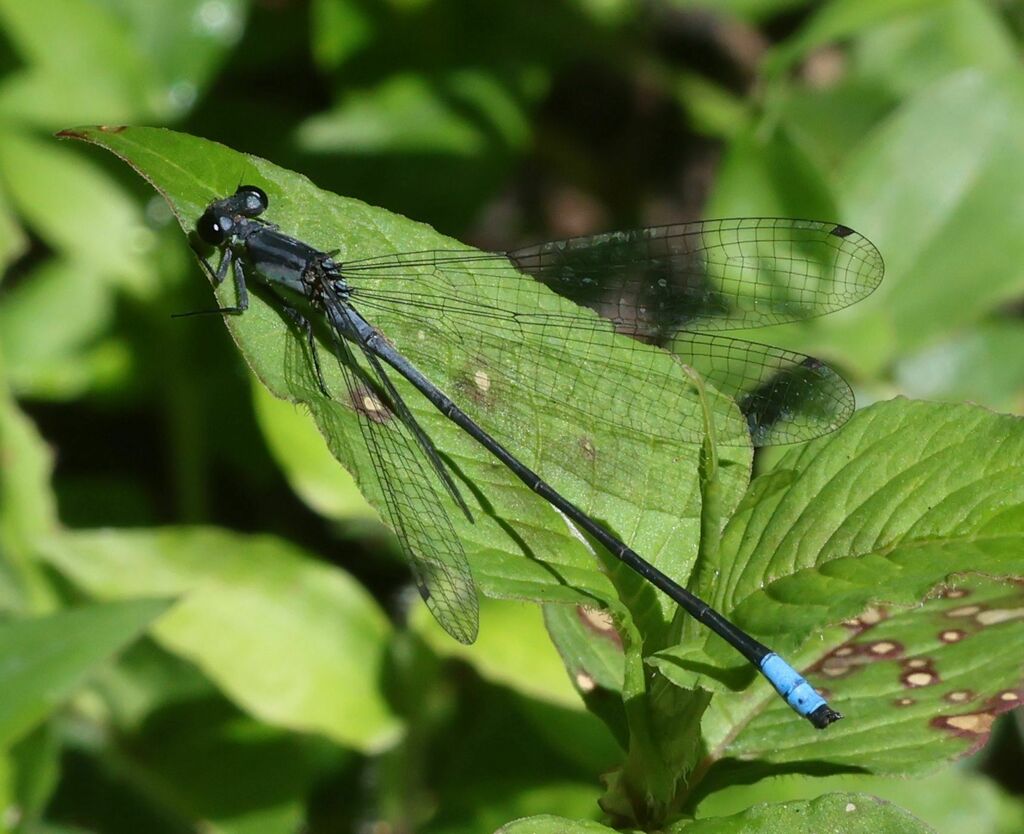 Mesamphiagrion rosseri