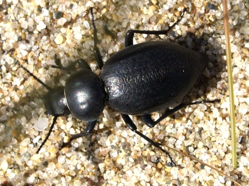 Tentyria mucronata