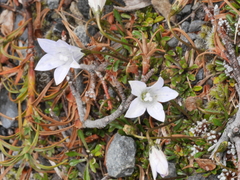Wahlenbergia pygmaea pygmaea