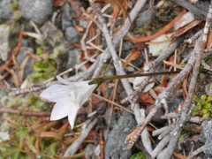 Wahlenbergia pygmaea pygmaea