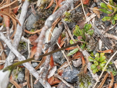 Wahlenbergia pygmaea pygmaea