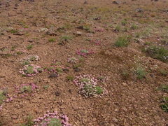 Eriogonum ovalifolium rubidum