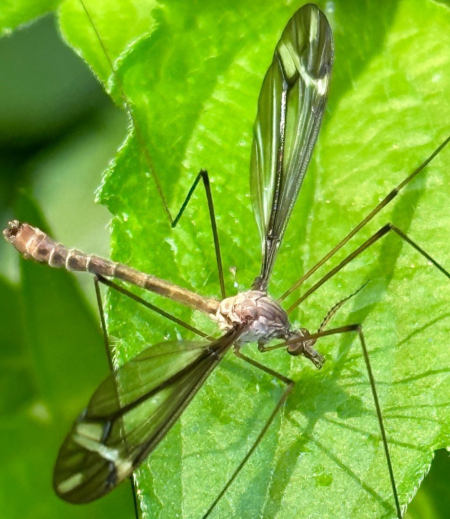 Tipula fraterna