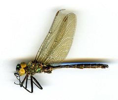 Somatochlora albicincta