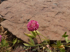 Eriogonum ovalifolium rubidum