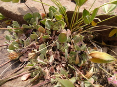Eriogonum ovalifolium rubidum