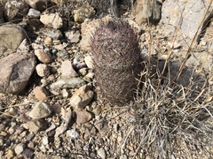 Echinomastus erectocentrus erectocentrus
