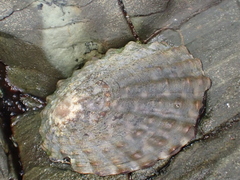 Cellana denticulata