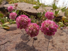 Eriogonum ovalifolium rubidum