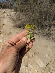 Coulterella capitata