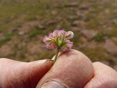 Eriogonum ovalifolium rubidum