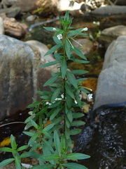 Epilobium capense