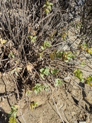 Coulterella capitata