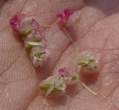 Eriogonum ovalifolium rubidum
