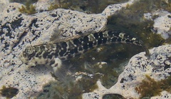 Rockpool Blenny photo 4