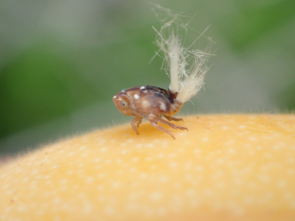 Passionvine Hopper