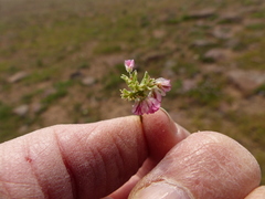 Eriogonum ovalifolium rubidum