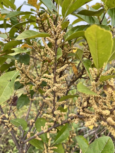 Aporosa octandra (Buch.-Ham. ex D.Don) Vickery