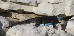 Cyclura nubila