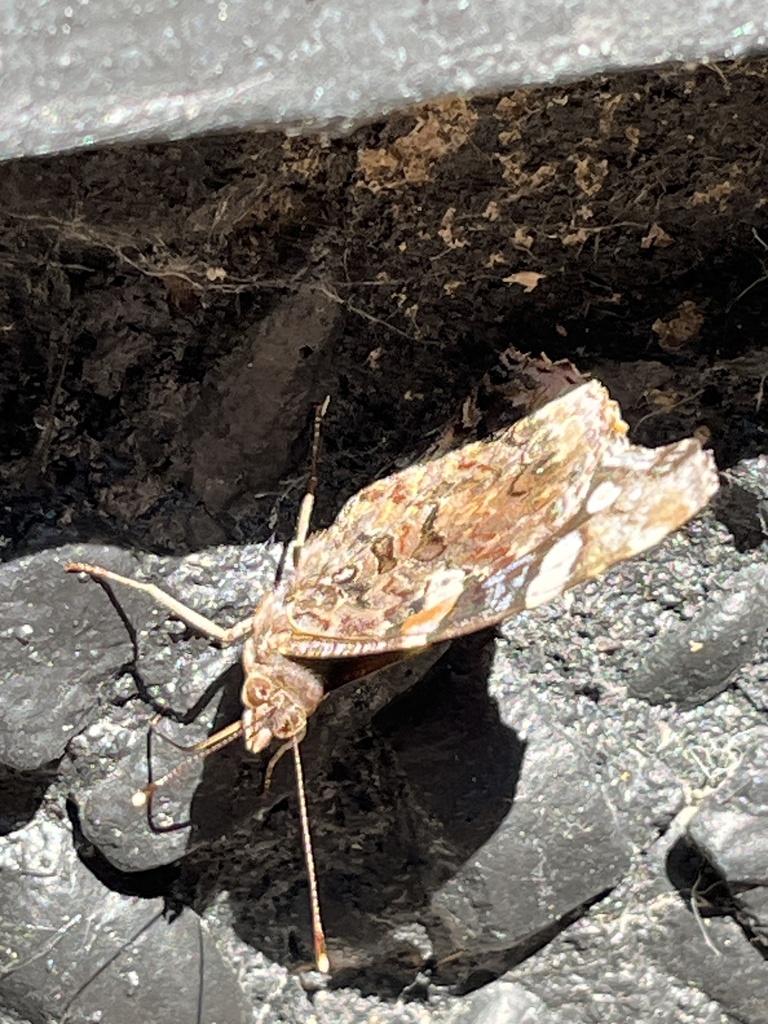 Red Admiral from High Meadow, North Granby, CT, US on July 5, 2023 at