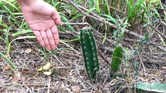 Cereus hexagonus