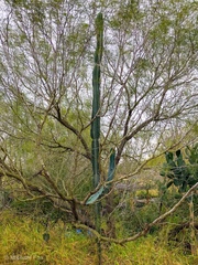 Cereus hexagonus