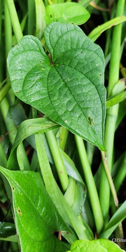 Dioscorea polystachya iNat (1)