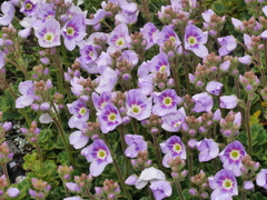 Veronica hookeriana