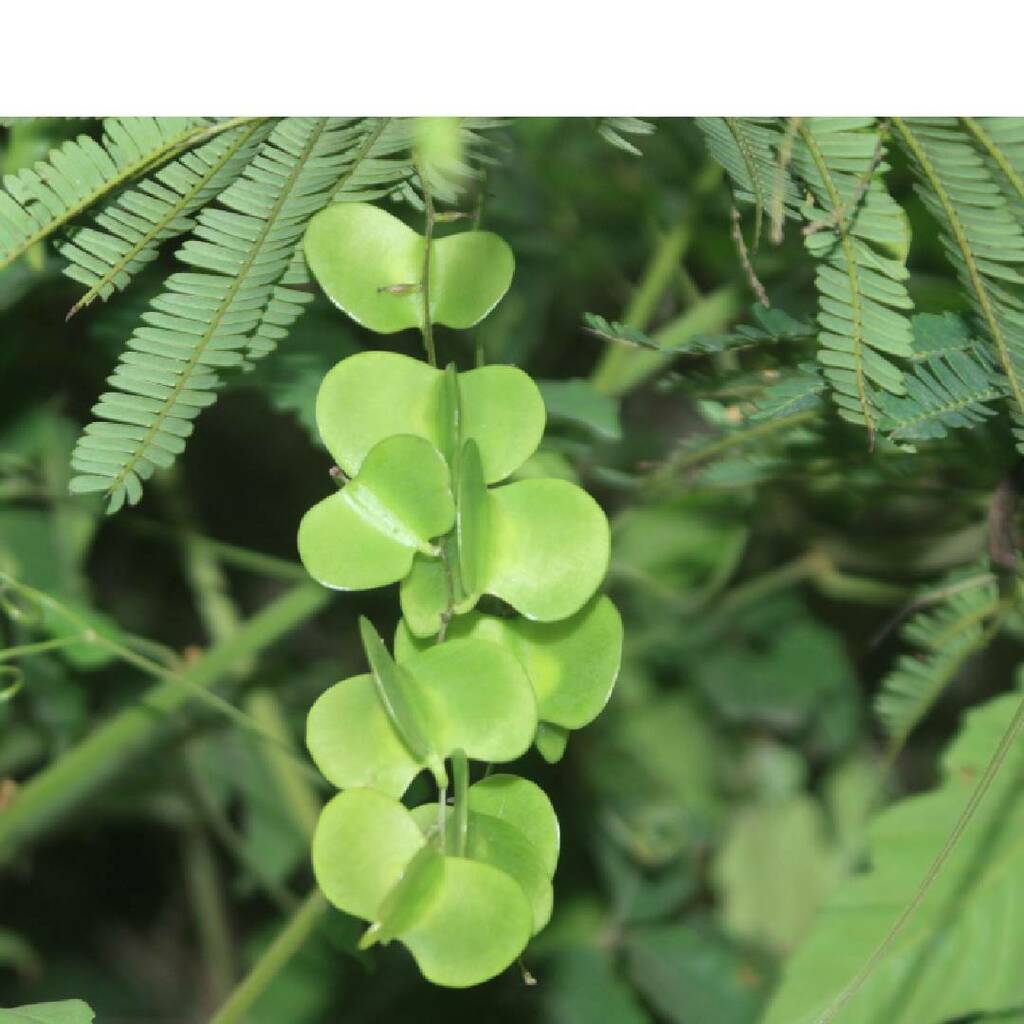 Herreria glaziovii