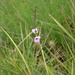 Sopubia gracilis - Photo (c) Guy Eric Onjalalaina, some rights reserved (CC BY-NC), uploaded by Guy Eric Onjalalaina