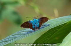 Astraptes habana