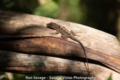 Anolis cybotes