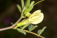 Vicia hybrida