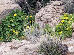 Eucnide bartonioides
