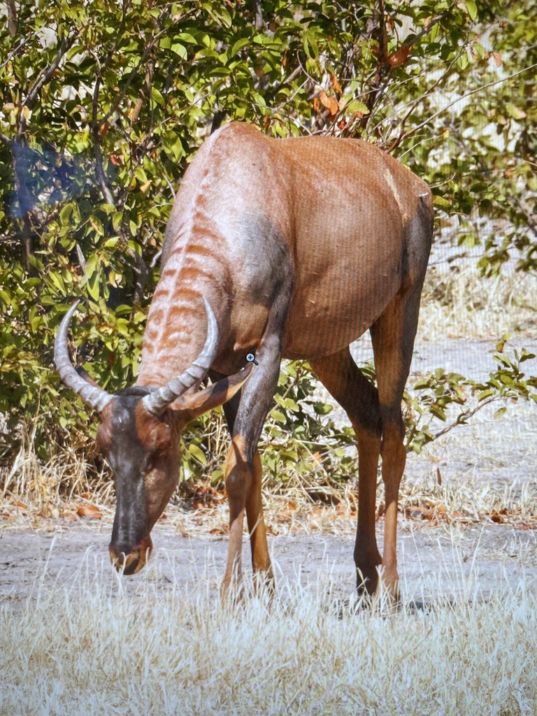 Damaliscus lunatus lunatus, Chobe National Park, Chobe, BW, by rtbanke