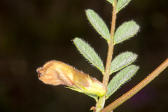 Vicia hybrida