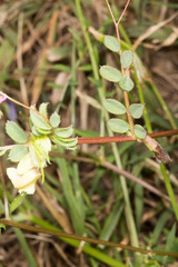 Vicia hybrida
