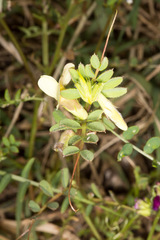 Vicia hybrida