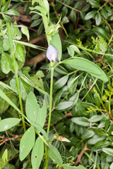 Vicia bithynica